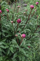 A bush of peonies with pink buds in the rain in the park.