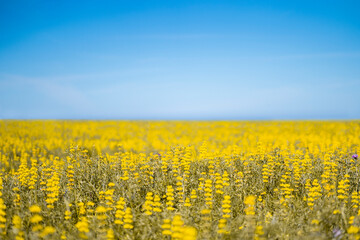 Fototapeta premium Ukrainian flag colors. Field of yellow flowers and clear blue sky