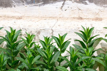 Mint stem leaves growing outdoors against a white concrete wall in springtime