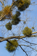 A sick withered tree attacked by mistletoe, viscum. They are woody, obligate hemiparasitic shrubs