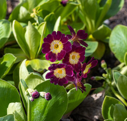 Auricula, Bear‘s Ear (Primula auricula). Karlsruhe, Germany