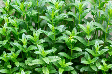 Green mint plants leaves growing in garden. Spring nature background