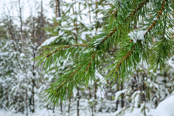 Green needles of a pine branch close-up in a winter forest