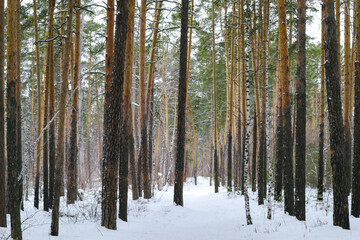 Naklejka premium Slender trunks of pine trees in the winter forest