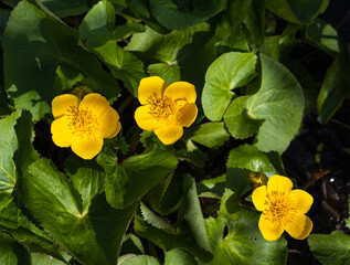 Marsh marigold or kingcup (Caltha palustris) in flower. Botanical Garden, KIT Karlsruhe, Germany,...