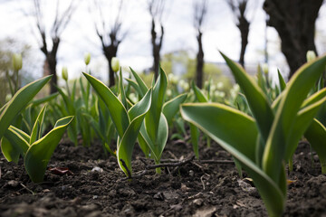 Young tulips in public park . Spring season