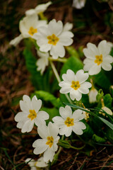 Spring flower blossoms nature landscape wallpaper