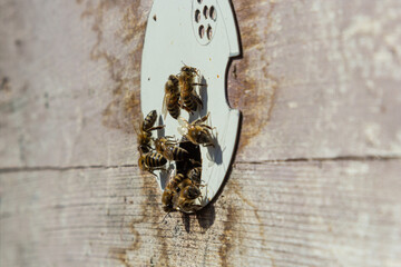 A lot of bees returning to bee hive and entering beehive with collected floral nectar and flower...