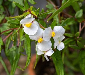 Flower of the Begonia dregei. Botanical Garden, KIT Karlsruhe, Germany, Europe