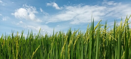 The rice and the sky in Summer, Thailand