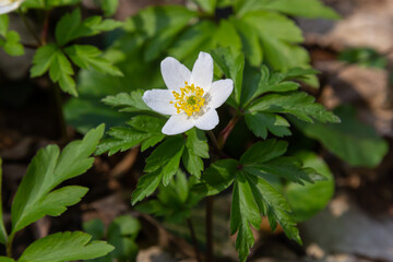 Anemone nemorosa flowers in the forest in a sunny day. Wild anemone, windflowers, thimbleweed