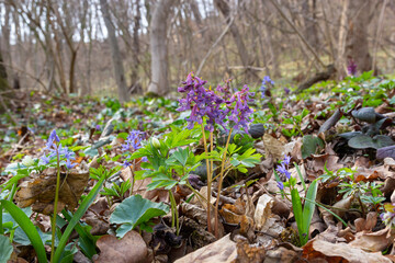 Corydalis cava, violet spring flowers of corydalis, macro, close-up
