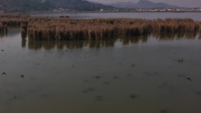 Aerial View Above  Flying Migratory Birds Over Wetlands At Kallar Kahar Lake. Slow Motion