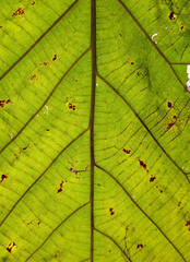 close up a trek leaf texture