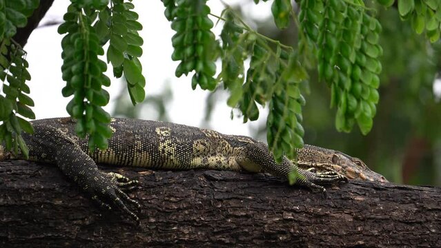 Asian Water Monitor Reptile Resting On A Huge Tree Branch In Wilderness. Close Up