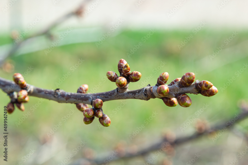 Poster budding buds on a tree branch in early spring macro