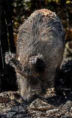 Wild sow digging in the enclosure. Latin name - Sus scrofa	

