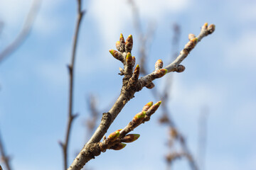 budding buds on a tree branch in early spring macro