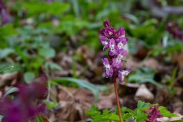Hollow-root, Corydalis cava, blooming on the forest floor in a park during spring