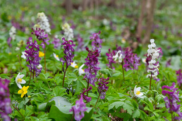 Hollow-root, Corydalis cava, blooming on the forest floor in a park during spring