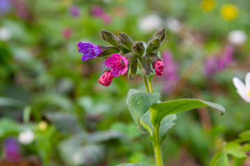 Obraz na płótnie Canvas Pulmonaria officinalis, common names lungwort, common lungwort, Mary's tears or Our Lady's milk drops, is a herbaceous rhizomatous evergreen perennial plant of the genus Pulmonaria