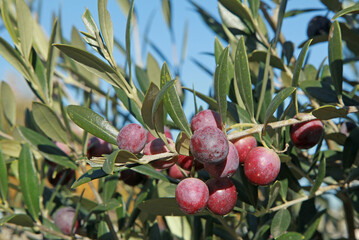 Olives noires dans un olivier	
