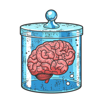 human brain in jar of formalin color sketch engraving vector illustration. T-shirt apparel print design. Scratch board imitation. Black and white hand drawn image.