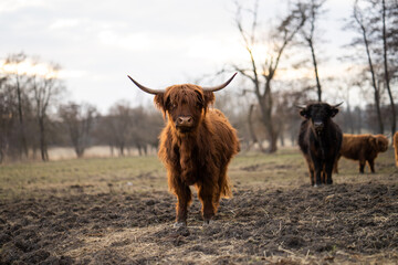 Cows with long hairs in outside 
