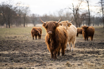 Cows with long hairs in outside 