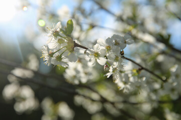 Bokeh flower Background. Cherry flowers on a branch in the backlight. Spring background