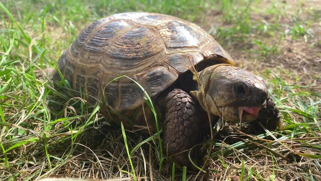 Cute tortoise eating fresh plants and crawling on green grass in wild nature
