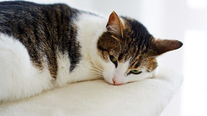 Kocica © Marcin
