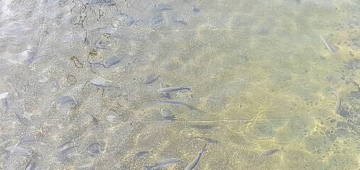 Fish in the harbour
