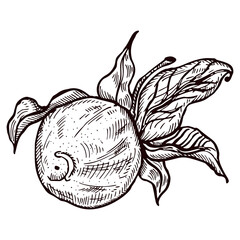 Engraving lemon on branch with leaves. Hand drawn whole lemon or lime growing on twig.