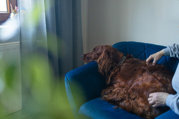 Happy Irish setter dog sleeping resting on blue sofa near grey wall