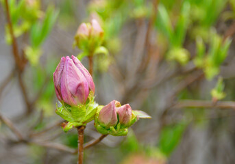 azalea bud