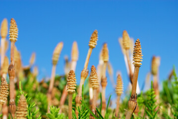 horsetails in spring. 　つくし - 499150677