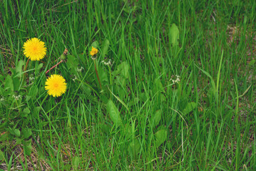 Yellow dandelions growing in a field