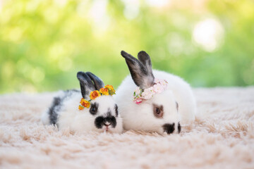 Two of baby easter fluffy rabbit sitting on the light brown carpet with green bokeh nature background. Flower crown at the rabbit ear. Looking around and sniffing. Cute animal pets