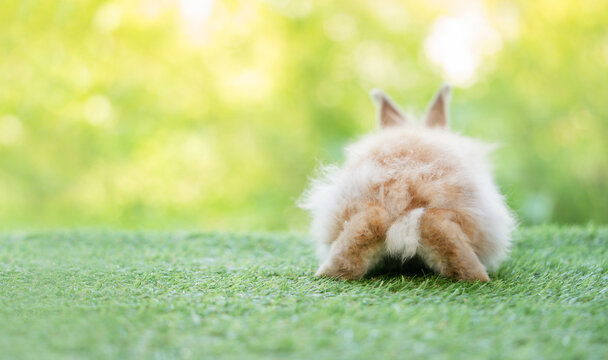 Back view of lovely bunny easter fluffy rabbit sitting on the grass with green bokeh nature background. Selective focus at rabbit orange feet. Animal relaxation concept.