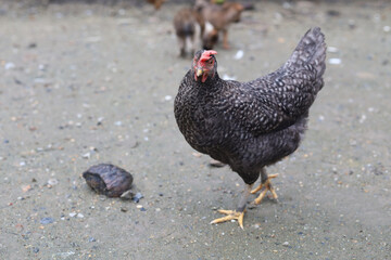 The black hen is stay and releax on floor in garden