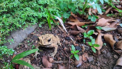 frogs in the yard in the morning