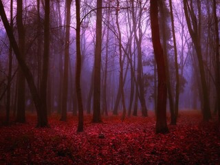 Atmospheric forest in thick fog in red tones. Dark mysterious forest at dawn. Mystical autumn landscape. 