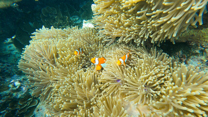 Family of clownfish hide in sea anemone on the beautiful coral reef in Surin island national park, Thailand