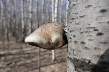 The birch tinder fungus is a fungus belonging to the genus Piptoporus of the family Fomitopsidaceae. It grows on the trunks of dead birches.