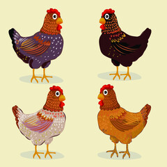 Set of chicken character, rooster,hen,vector illustration.Animal farm,domestic, poultry.