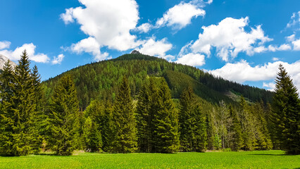Lush and vibrant green alpine meadow in spring with panoramic view on mountain peaks of the Hochschwab Region in Upper Styria, Austria. Wild softwood forest in the beautiful Alps in Europe. Background