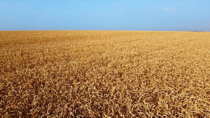 Landscape Wheat field. Aerial drone view. Wheat ears close-up on sunny day. Yellow golden grains spikes of wheat in field. Textured agricultural farming background. Grains of wheat in ear ripen in sun