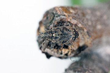 Fototapeta premium Apple blossom weevil (Anthonomus pomorum). One of the most important pests of apple trees in orchards and gardens.