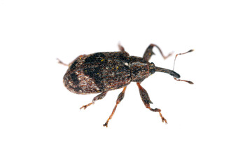 Apple blossom weevil (Anthonomus pomorum). One of the most important pests of apple trees in orchards and gardens.